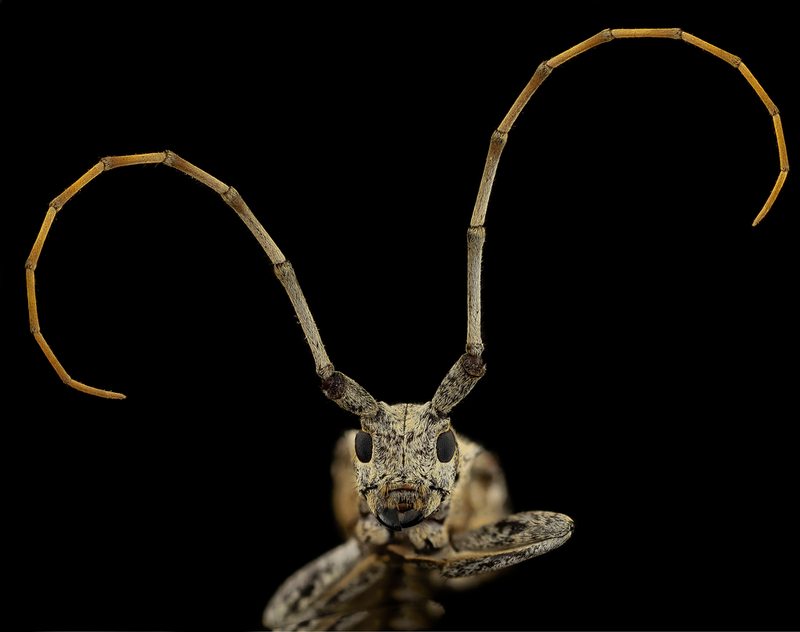 Illustration for article titled Close-Up Bee Portraits Are A Glimpse Into A Gorgeously Weird World